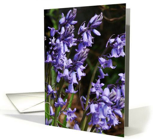 Blank Note Cards -  Purple Flowers card (374828)