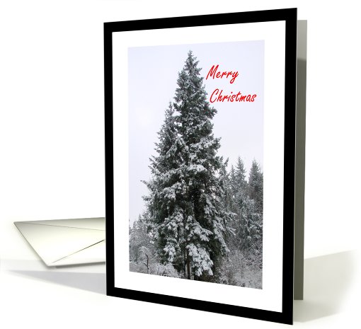 Merry Christmas Snow In Evergreen Trees card (487956)