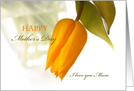 Yellow tulip on wite, Mother’s Day card