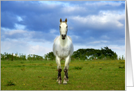 White horse in summertime card