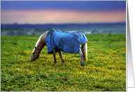 Beautiful horse eating grass on yelllow meadow card