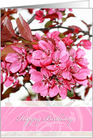 Happy birthday, general, pink cherry close up, photography card
