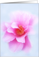 Pink wild rose on blue, blank card