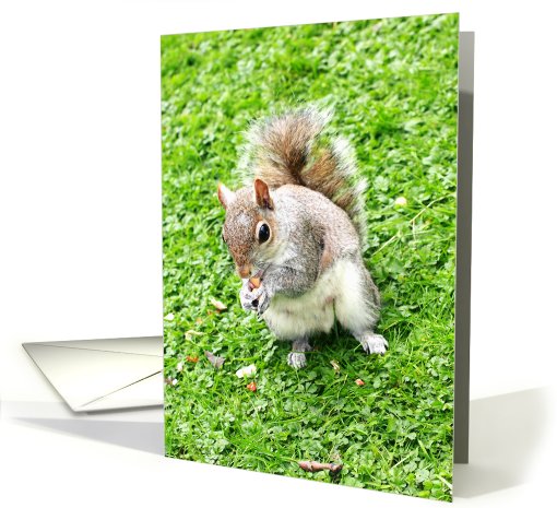 Grey squirrel card (737415)