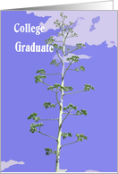 College Graduate Card, Reaching for the Sky card