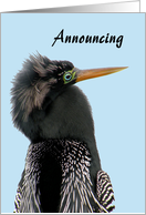 Retirement Announcement, Anhinga Close Up card