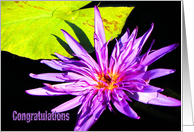 Retirement, Purple Water Lily card