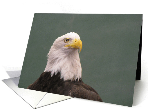 Bald Eagle Portrait card (542865)