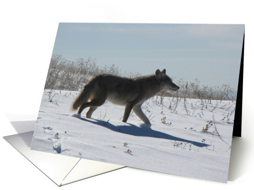 Coyote in the Snow card (544812)