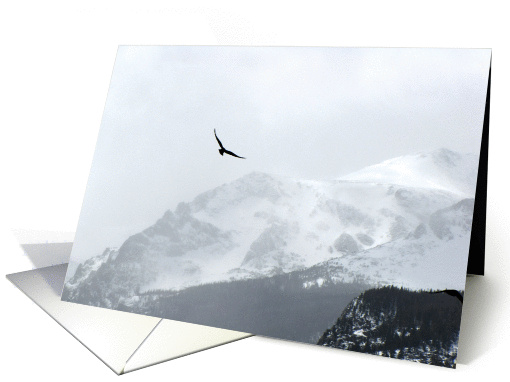 Hawk in Colorado Rocky Mountains card (767537)