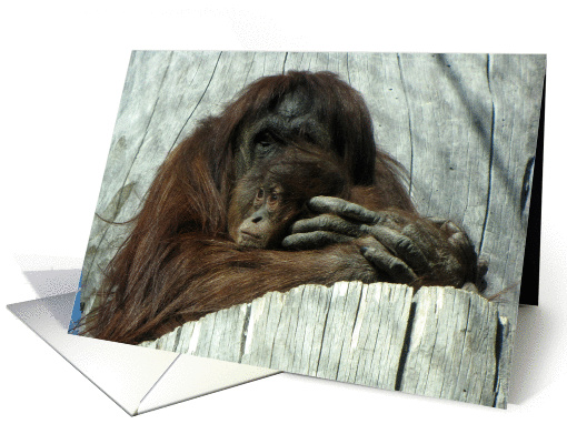 Mama and Baby Orangutan card (767583)