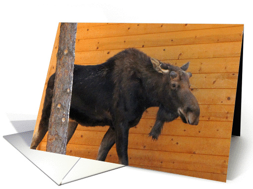 Bull Moose card (767584)