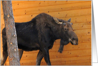 Bull Moose card