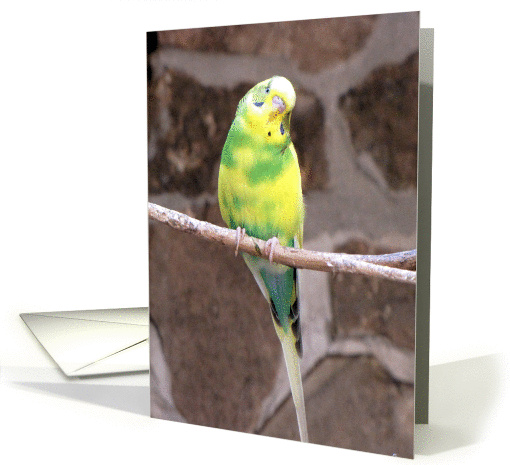 Parakeet card (767589)