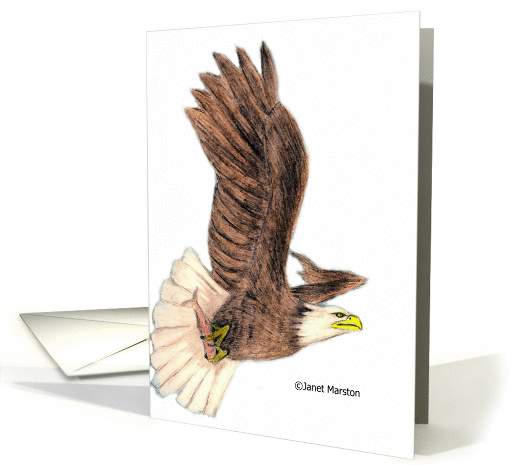 Bald Eagle in Flight card (767607)