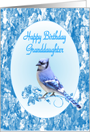 Granddaughter Birthday, Blue Jay card