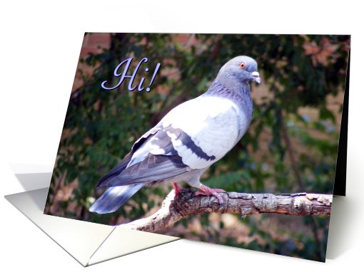 Pigeon Hi Blank card (710324)