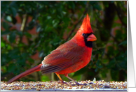 Get Well Cardinal card