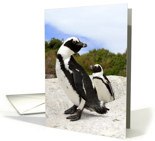 African Penguins Blank Note card (1027247)
