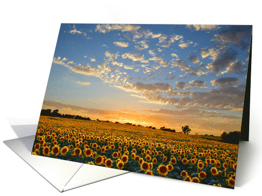 Sunflower Field at Sunset Blank Notecard card (1324246)