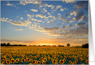 Sunflower Field at Sunset Blank Notecard card