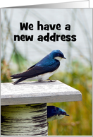 We have a New Address, Tree Swallow, Custom Text card