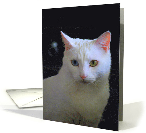 Turkish Angora Cat Blank card (404651)