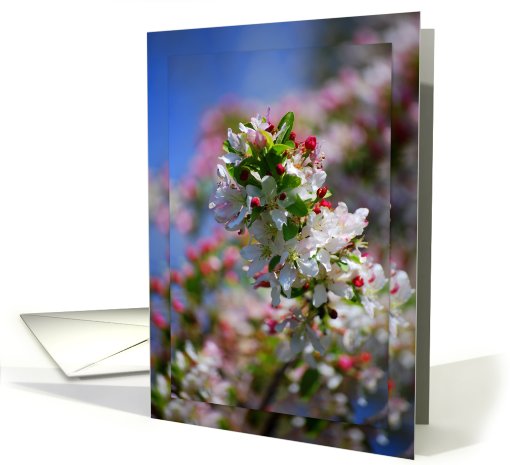 Apple Blossoms - blank card (411019)