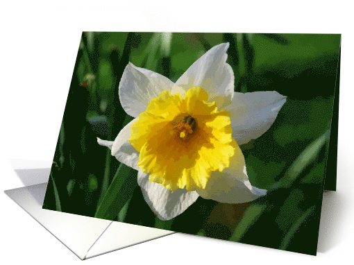 Daffodil Sympathy card (414982)