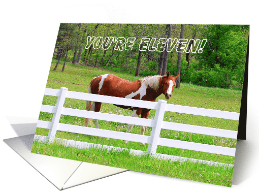 Paint Horse Eleventh Birthday card (430216)