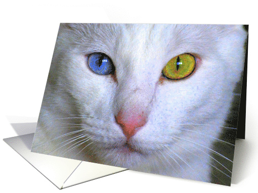 Turkish Angora Cat Close-up Blank card (447403)