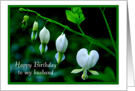 Happy Birthday to My Husband - White Hearts card