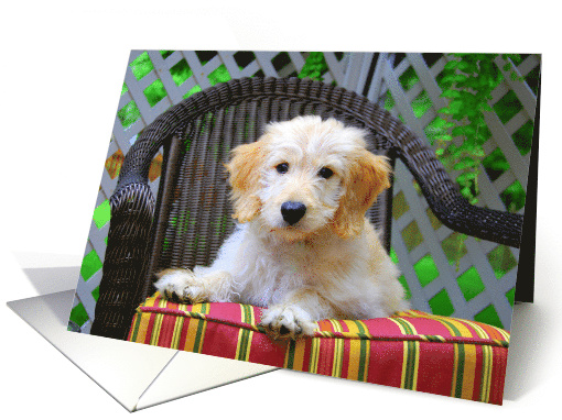 Golden Doodle Puppy Blank Note card (454532)