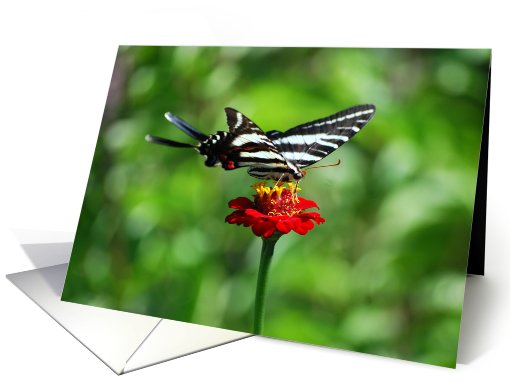 Zebra Swallowtail Butterfly Blank card (469076)