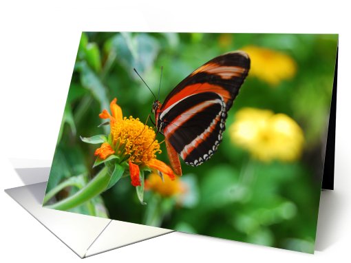 Orange Banded Longwing Butterfly Blank card (477048)