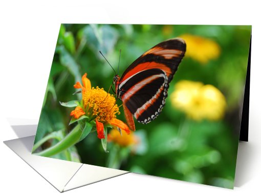 Orange Banded Longwing Butterfly Happy Birthday card (477052)