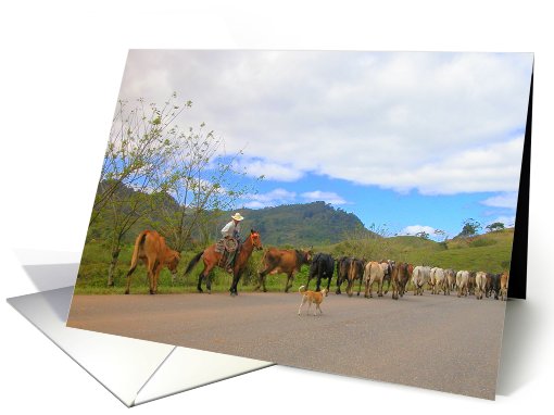 Cattle Drive in Honduras card (500796)
