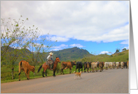 Cattle Drive in Honduras card