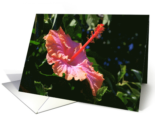 Orange Hibiscus Blank Notecard card (503752)