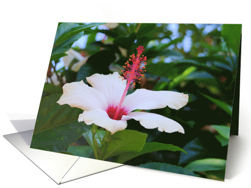 White and Pink Hibiscus Blank Notecard card (503788)