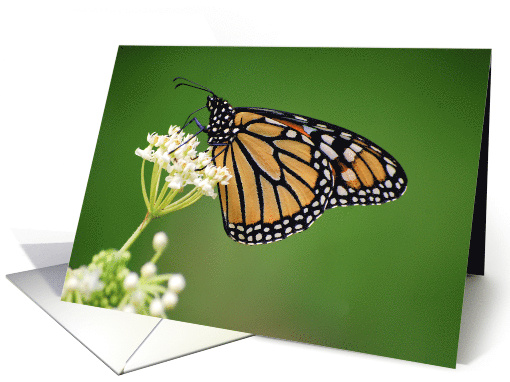 Female Monarch Butterfly on White Milkweed Flower card (640206)
