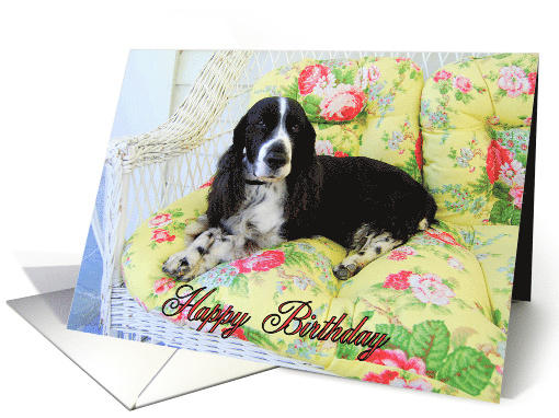 Happy Birthday English Cocker Spaniel on Chair card (670643)