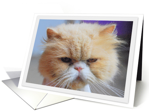 Persian Cat Portrait card (674308)