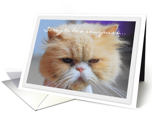 Miss You, Sourpuss Persian Cat card (674721)