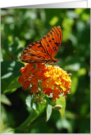 Gulf Fritillary Butterfly on Yellow Lantana Notecard card