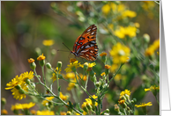 Gulf Fritillary Butterfly on Beach Dune Flowers Notecard card