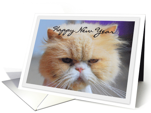 Happy New Year Persian Cat Humor card (723244)