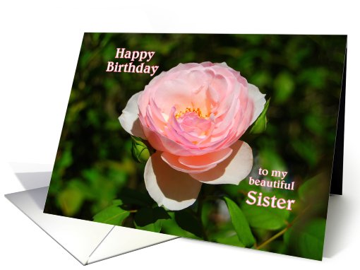 Pink English Rose June Happy Birthday to Sister card (728787)