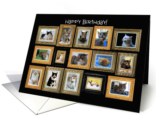 Happy Birthday, Cat Portrait Gallery card (953743)