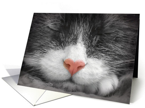 Color my black & white dreams - Blank Card, sleeping cat card